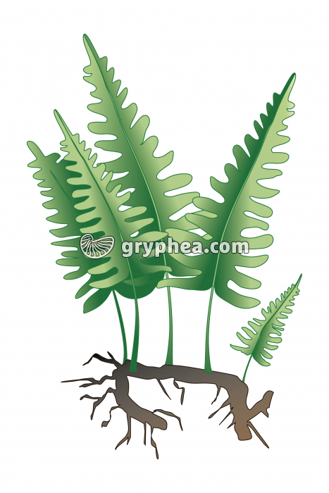 Polypode (ptéridophyte) - gryphea.org